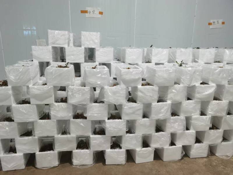精品龙眼一件代发量大从优质量保证诚信经营欢迎咨询