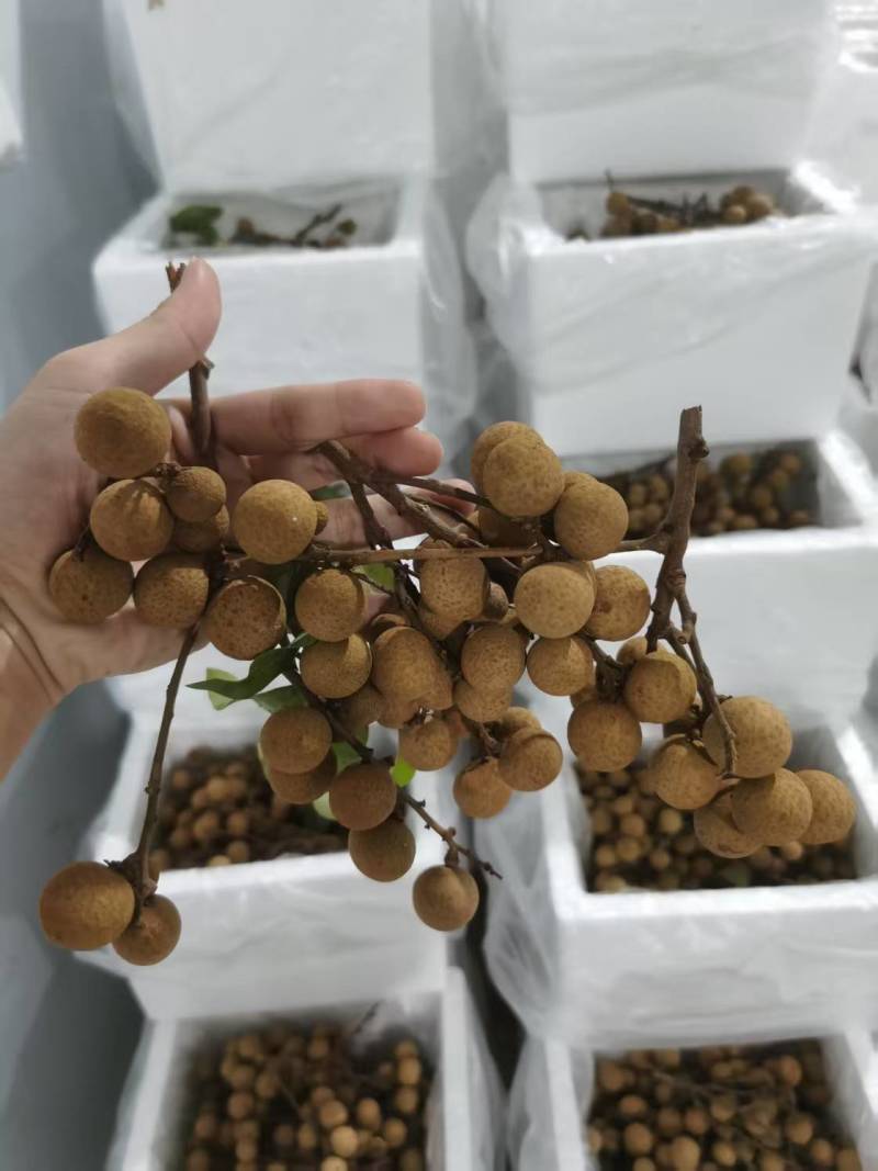精品龙眼一件代发量大从优质量保证诚信经营欢迎咨询