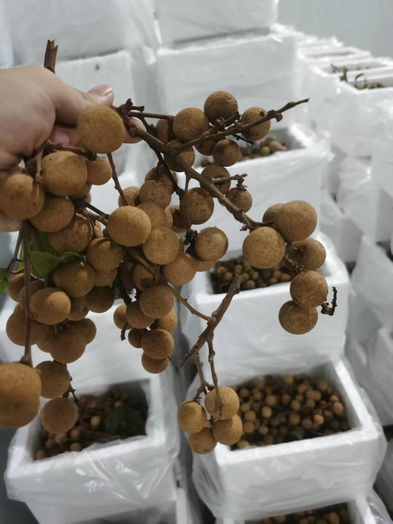 精品龙眼一件代发量大从优质量保证诚信经营欢迎咨询