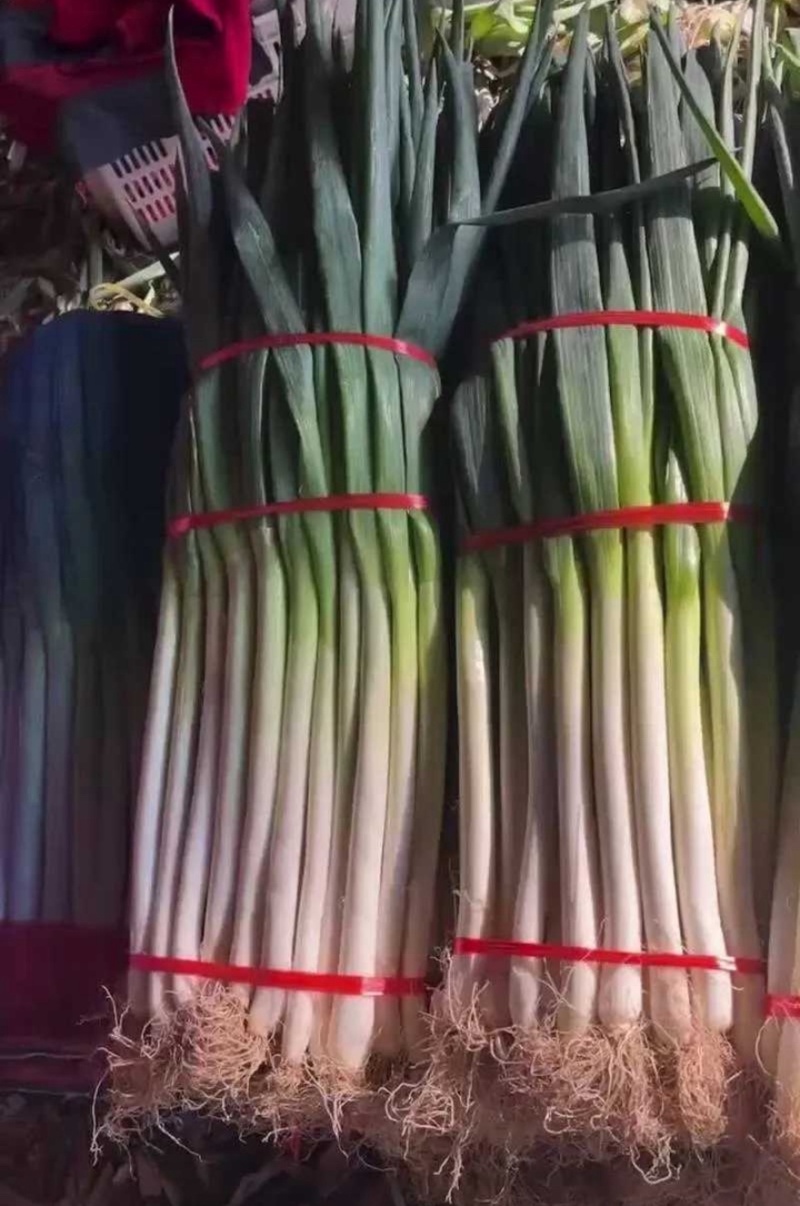 【热门推荐】河北沧州铁杆大葱产地直销现摘现发可对接商超