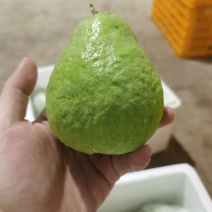 精品红心芭乐一件代发社区团购代办商超供应链欢迎咨询