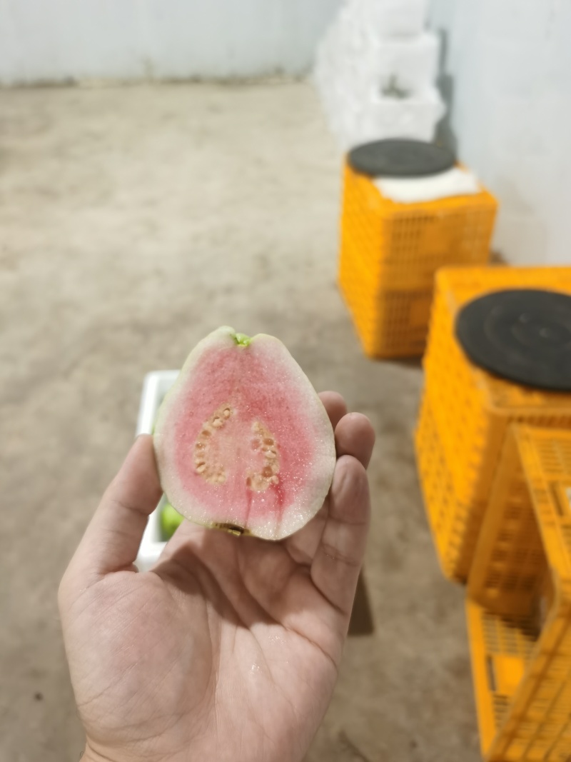 精品红心芭乐一件代发社区团购代办商超供应链欢迎咨询