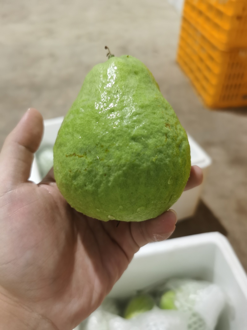精品红心芭乐一件代发社区团购代办商超供应链欢迎咨询