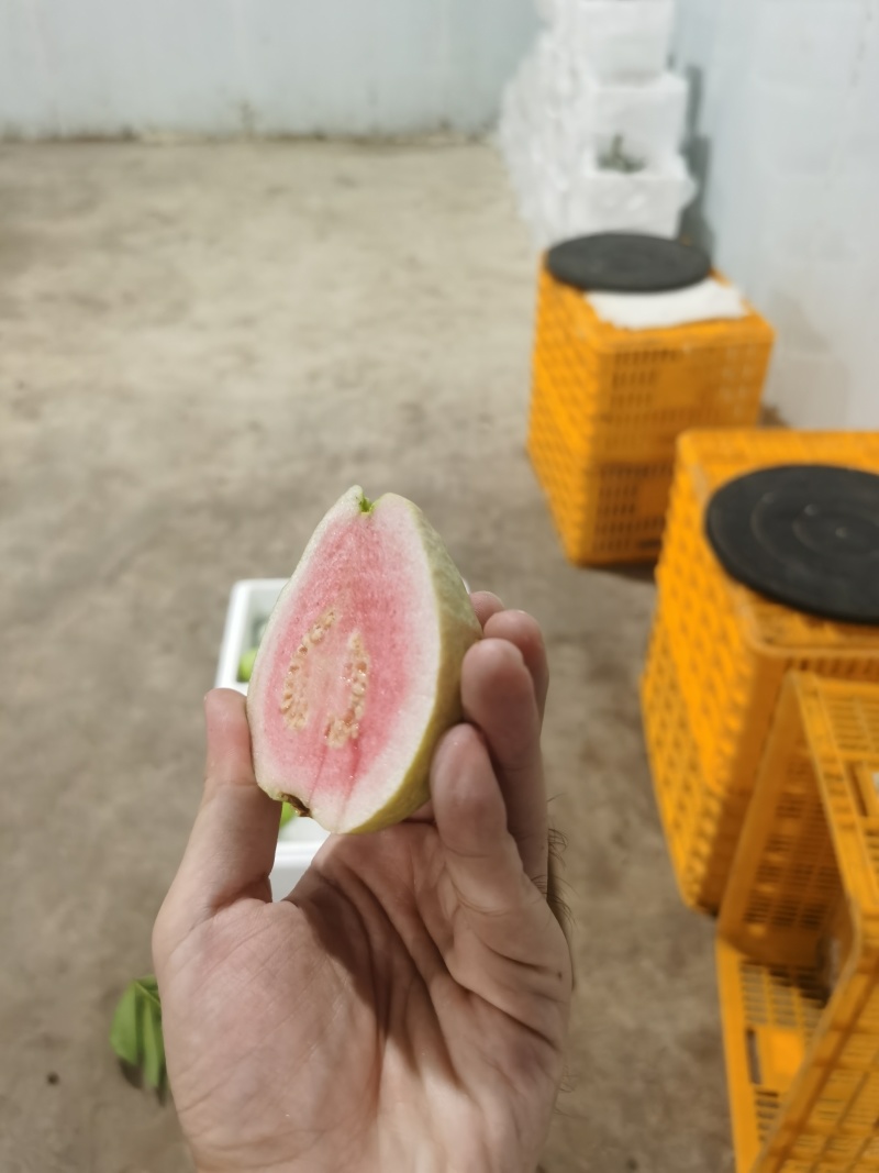 精品红心芭乐一件代发社区团购代办商超供应链欢迎咨询