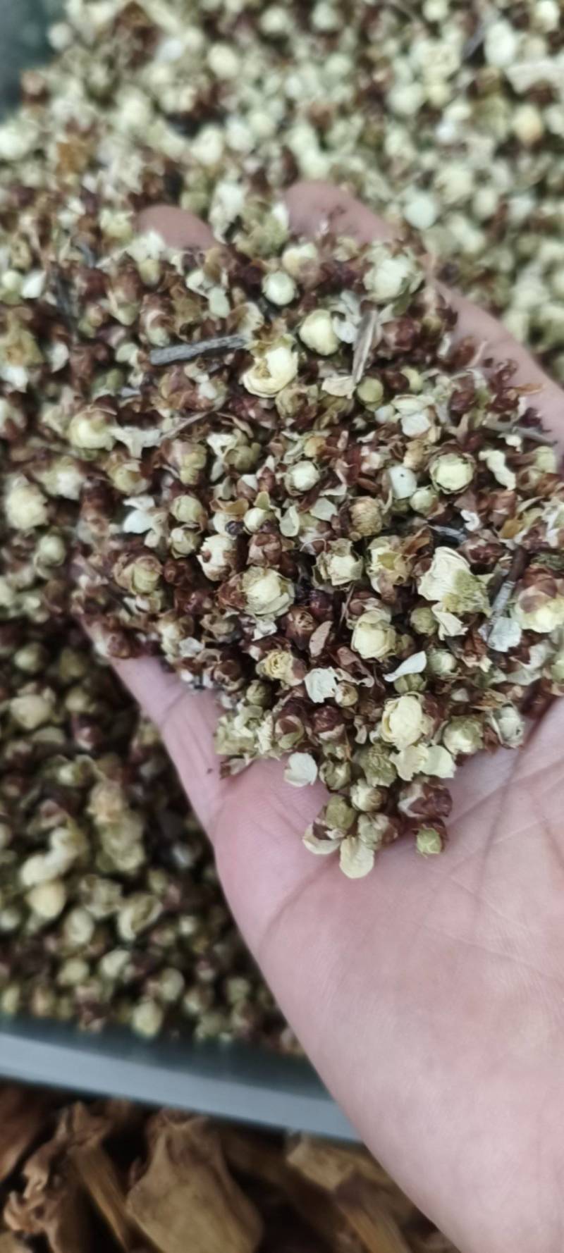 白梅花录梅花