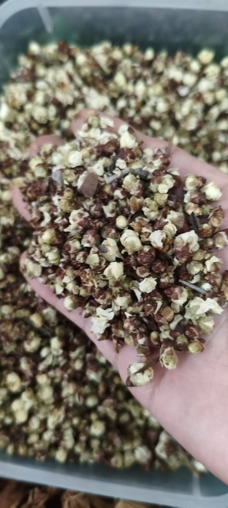 白梅花录梅花