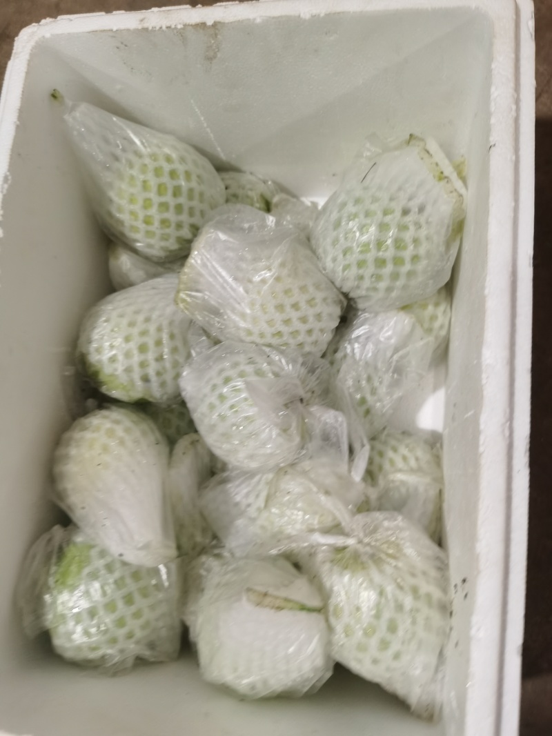 白心芭乐一件代发社区团购代办商超供应链信经营欢迎咨询
