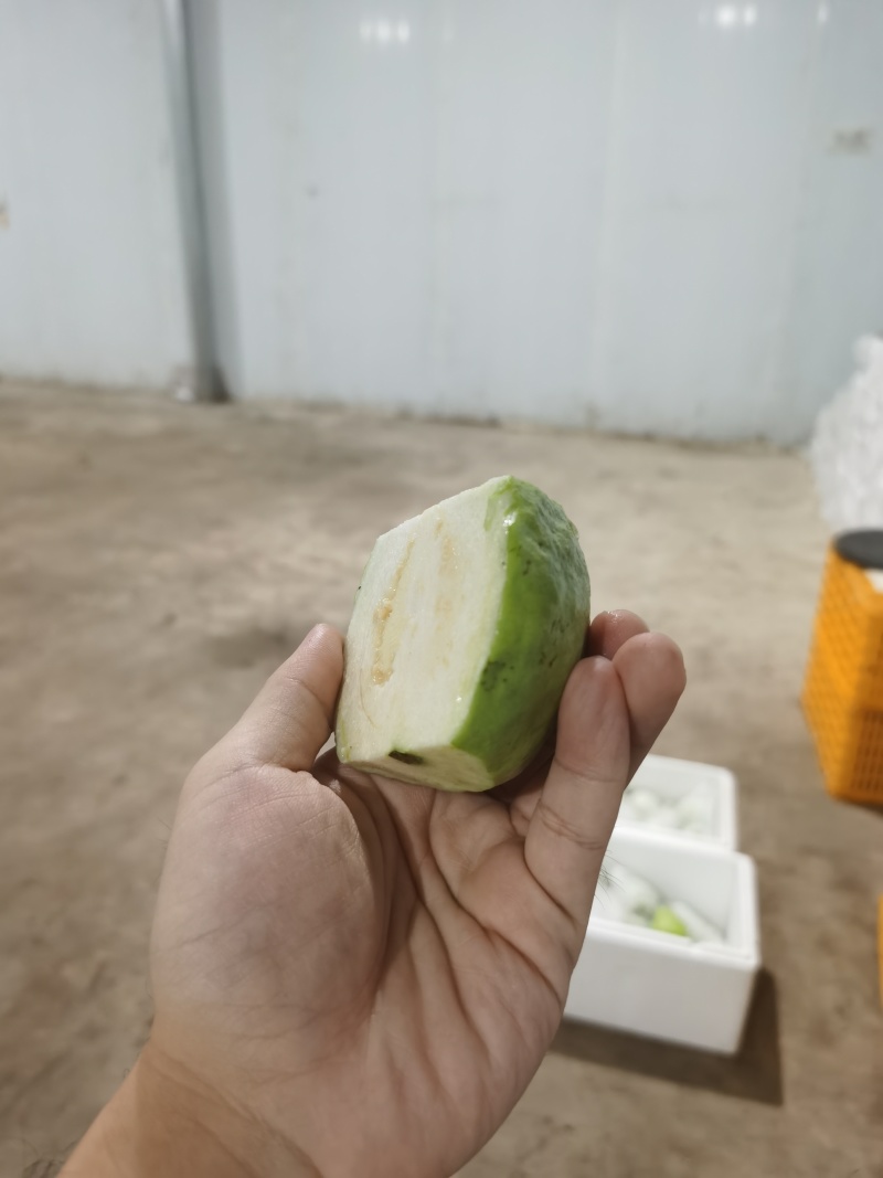白心芭乐一件代发社区团购代办商超供应链信经营欢迎咨询