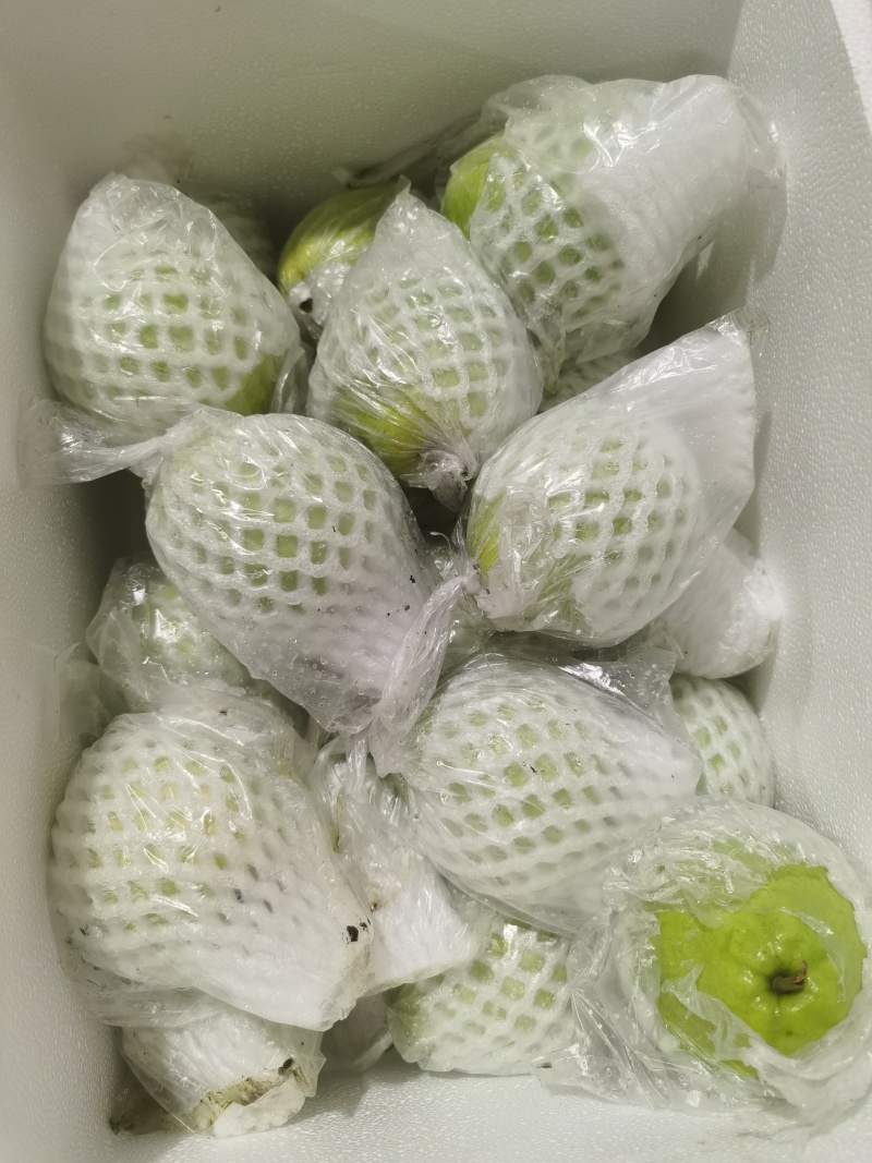 白心芭乐一件代发社区团购代办商超供应链信经营欢迎咨询