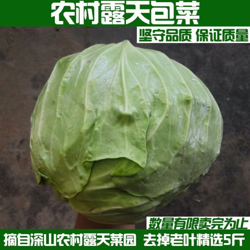 湖北随州扁包菜/圆包菜/湖北包菜/农家自种