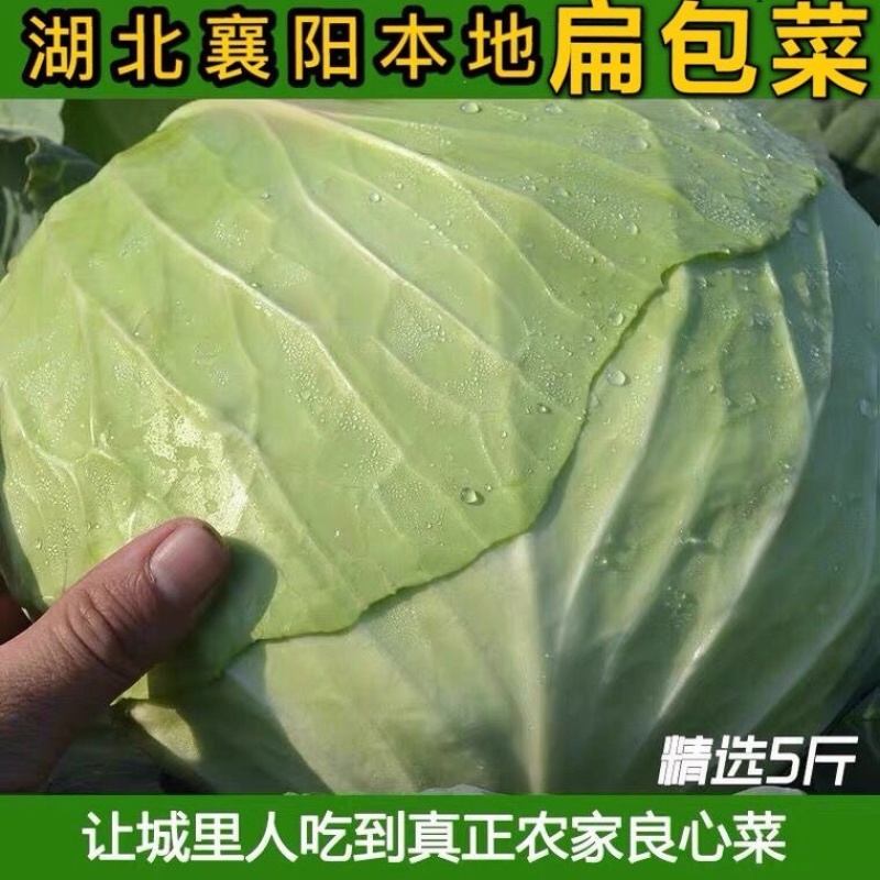 湖北随州扁包菜/圆包菜/湖北包菜/农家自种