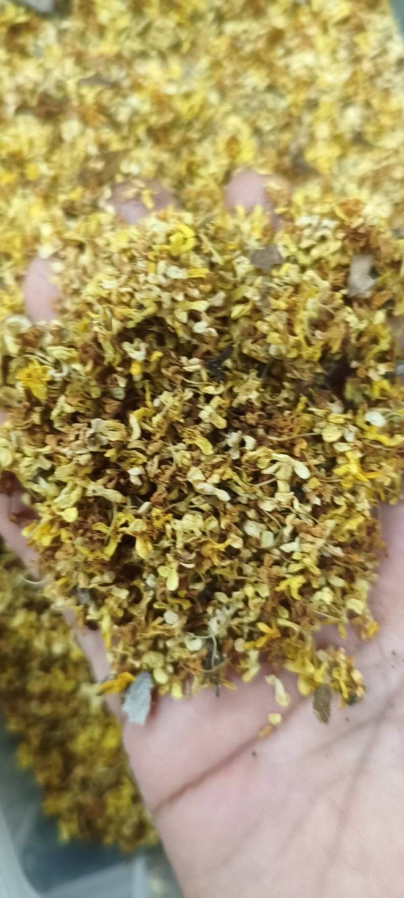桂花