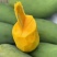 丽江芒果