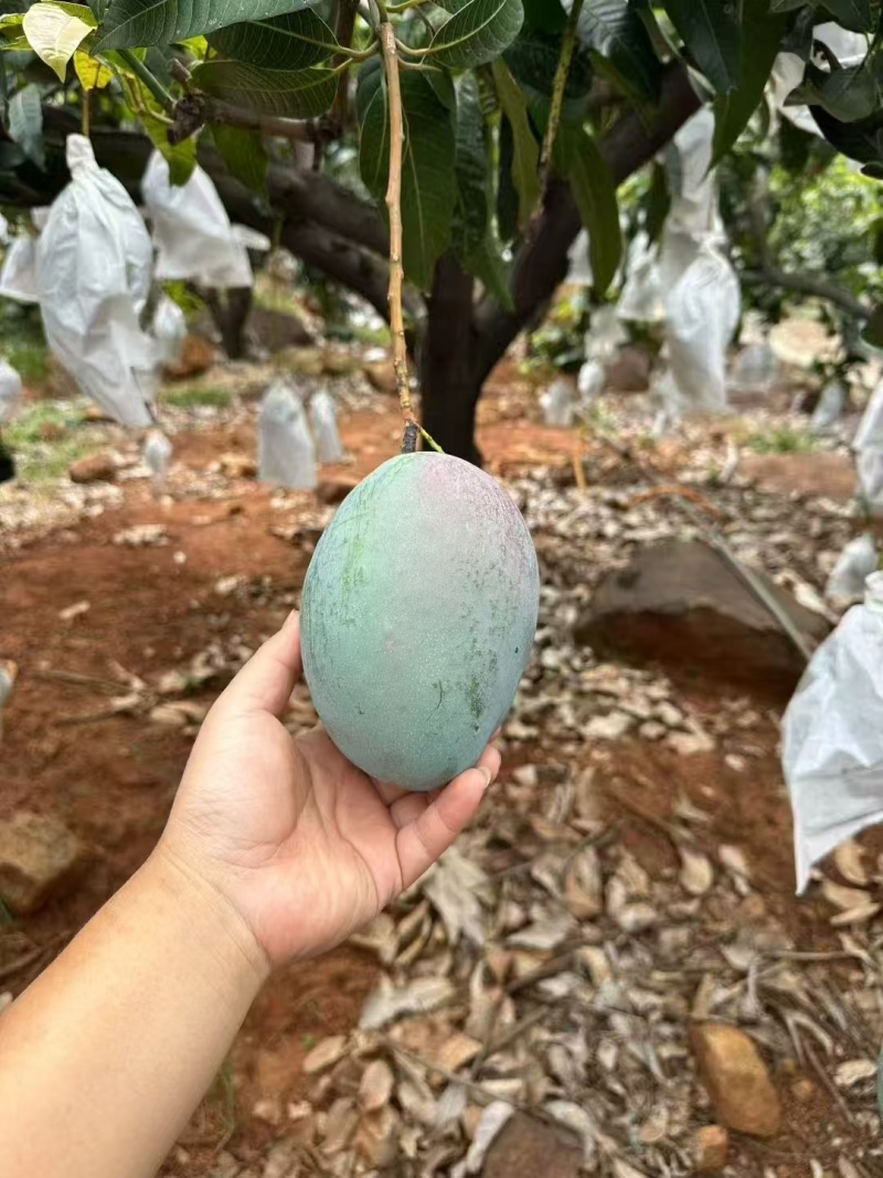 丽江芒果