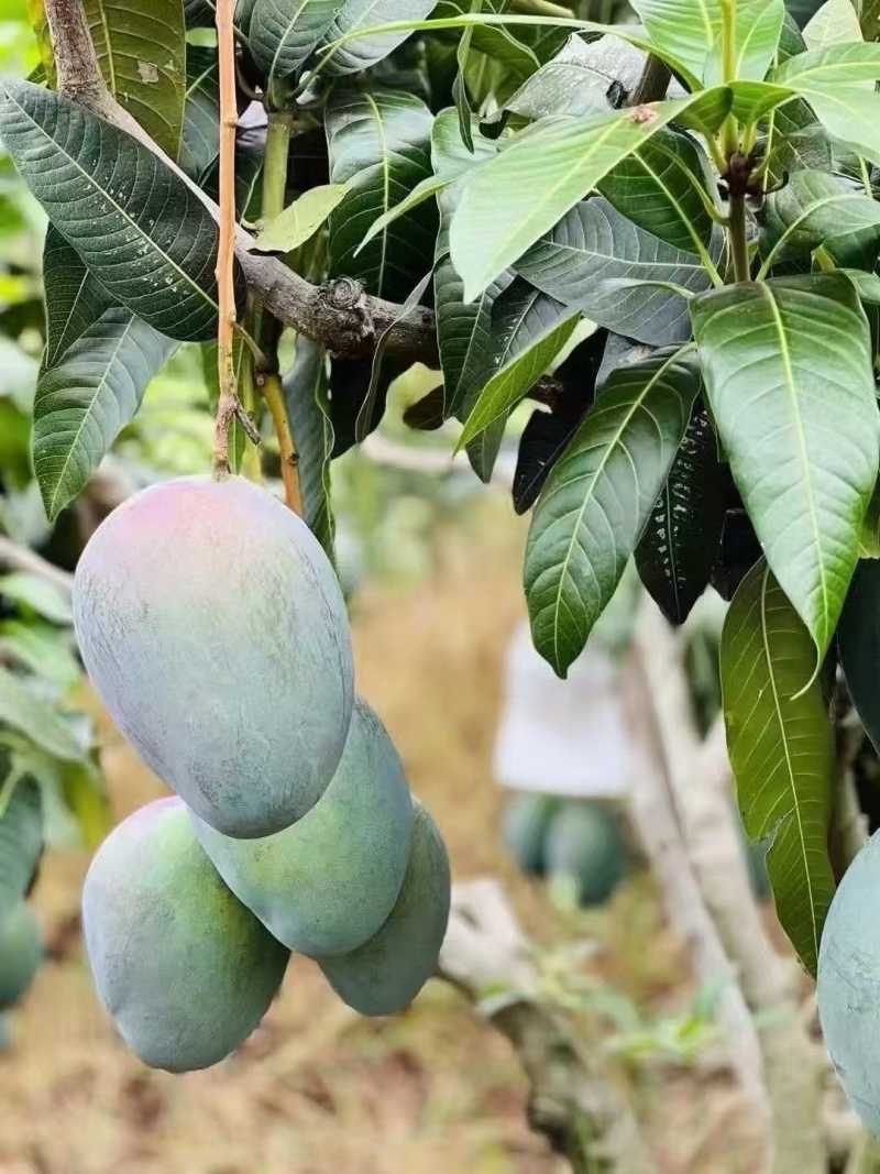 丽江芒果