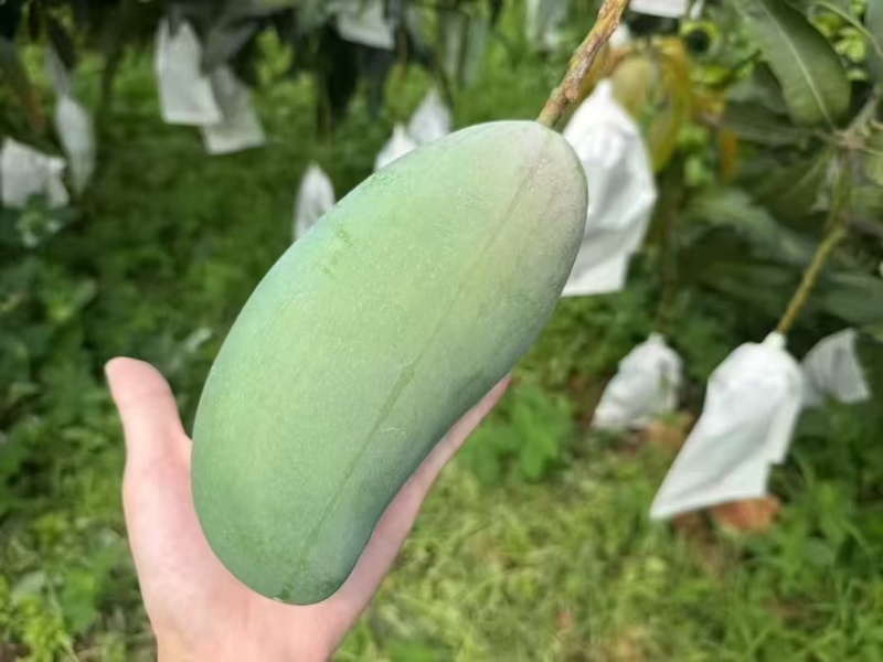 丽江芒果