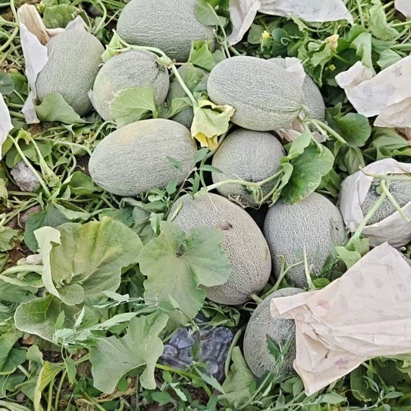 新疆西州蜜哈密瓜大量上市中，一手货源视频看货对接全国