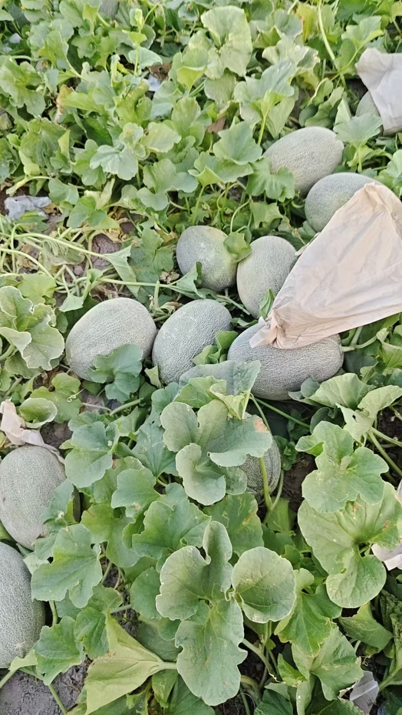 新疆西州蜜哈密瓜大量上市中，一手货源视频看货对接全国