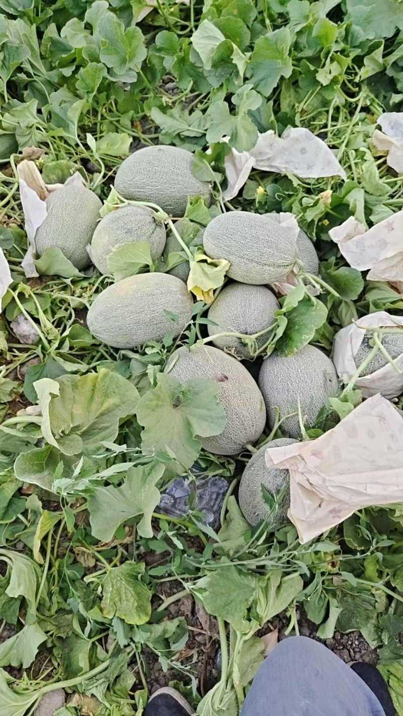 新疆西州蜜哈密瓜大量上市中，一手货源视频看货对接全国