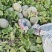 新疆西州蜜哈密瓜大量上市中，一手货源视频看货对接全国