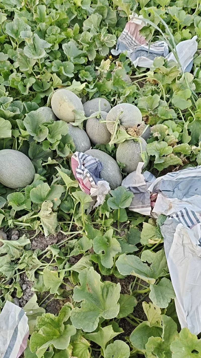新疆西州蜜哈密瓜大量上市中，一手货源视频看货对接全国