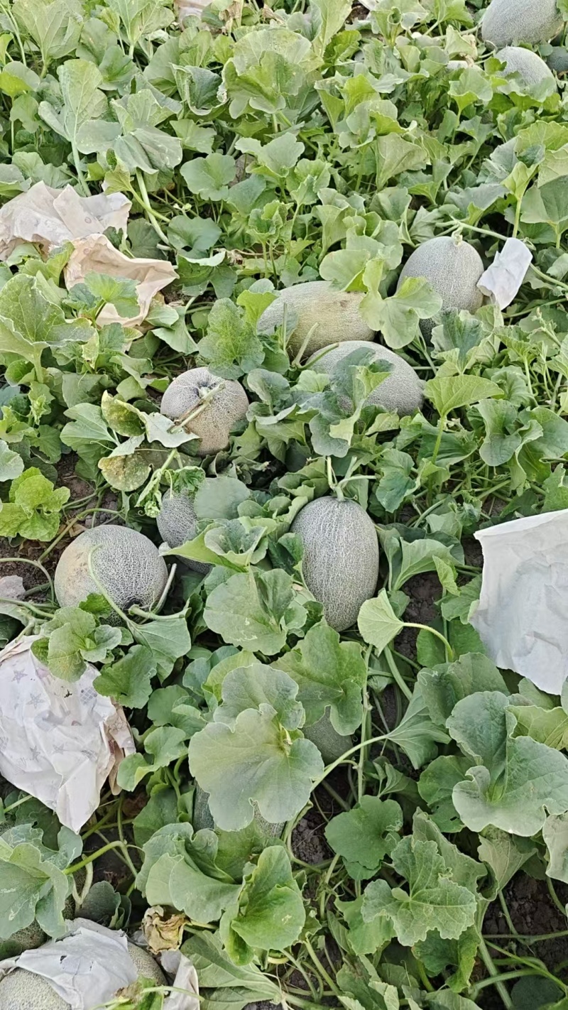 新疆西州蜜哈密瓜大量上市中，一手货源视频看货对接全国