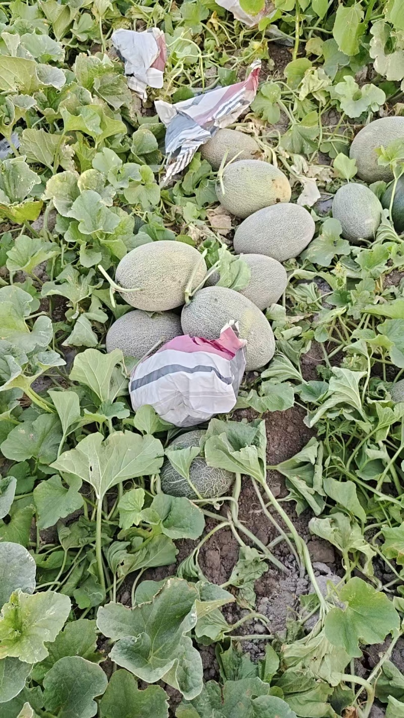 新疆西州蜜哈密瓜大量上市中，一手货源视频看货对接全国