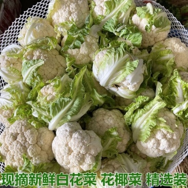 湖北菜花/白粒菜花/大粒菜花/白面青梗松花菜