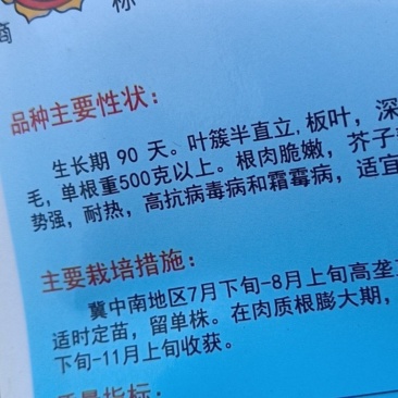 丰美光芥菜疙瘩