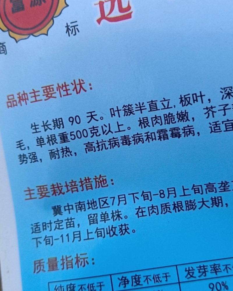 丰美光芥菜疙瘩