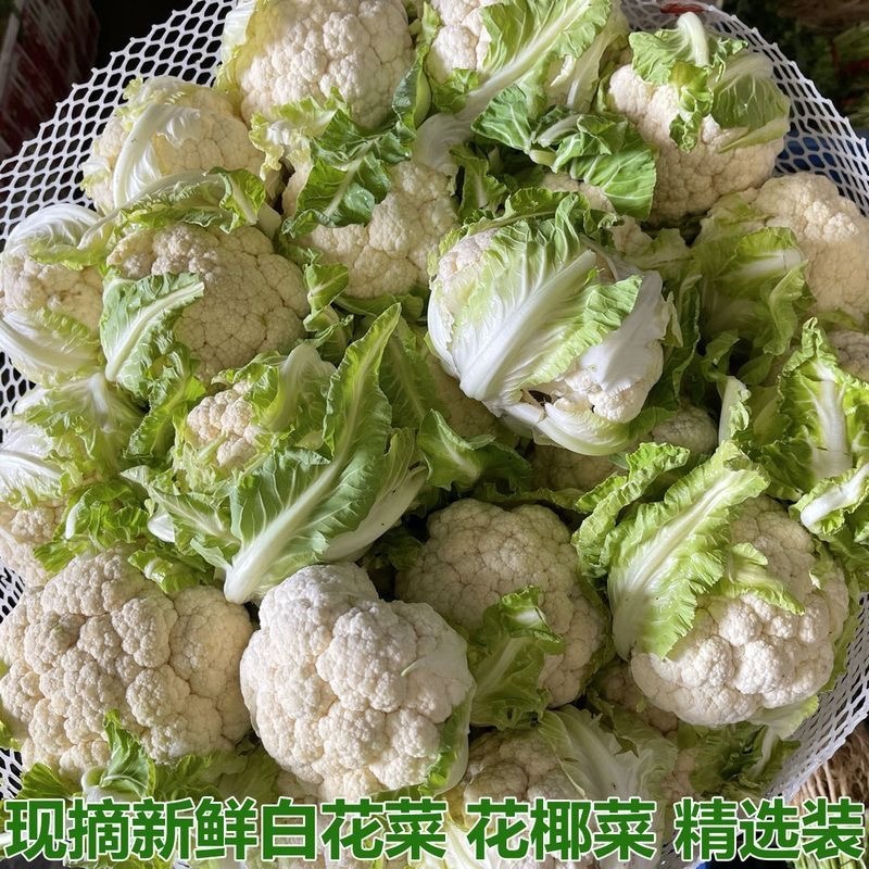 湖北菜花/白粒菜花/大粒菜花/白面青梗松花菜