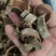 厚朴