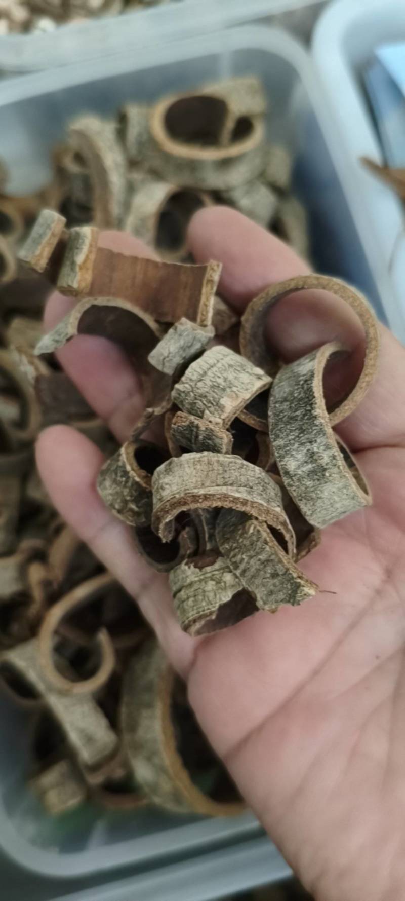 厚朴