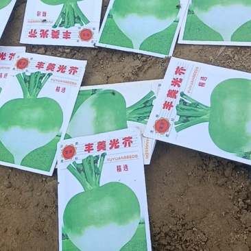 芥菜疙瘩在种植欢迎采购商留下微或进一步了解