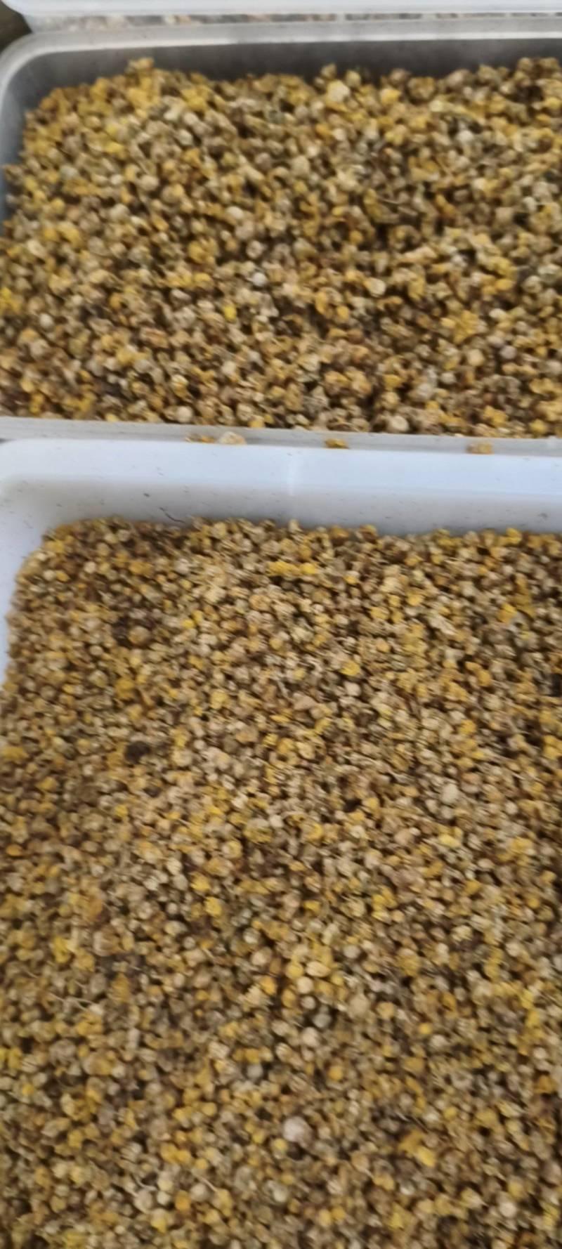 野菊花