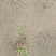 芥菜疙瘩在种植欢迎采购商留下微或进一步了解