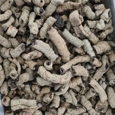巴戟天