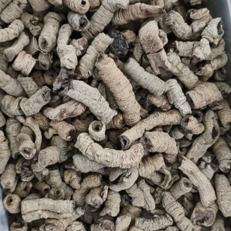 巴戟天