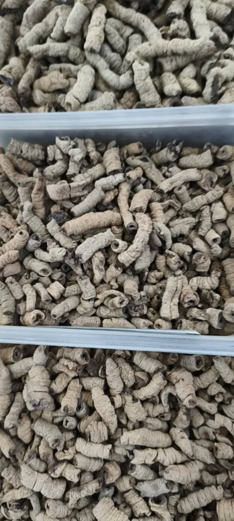 巴戟天