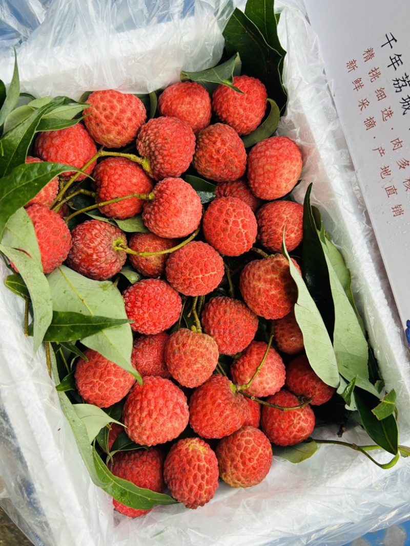 四川合江，晚熟荔枝仙进奉荔枝，岭丰糯荔枝，