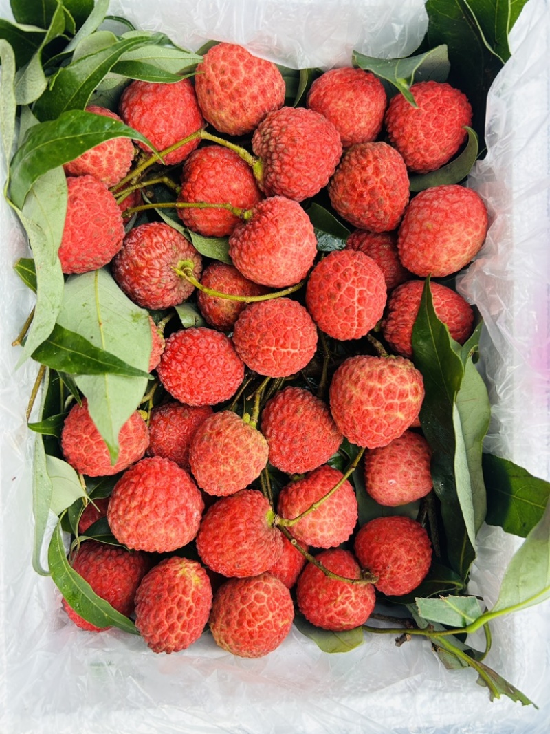 四川合江，晚熟荔枝仙进奉荔枝，岭丰糯荔枝，