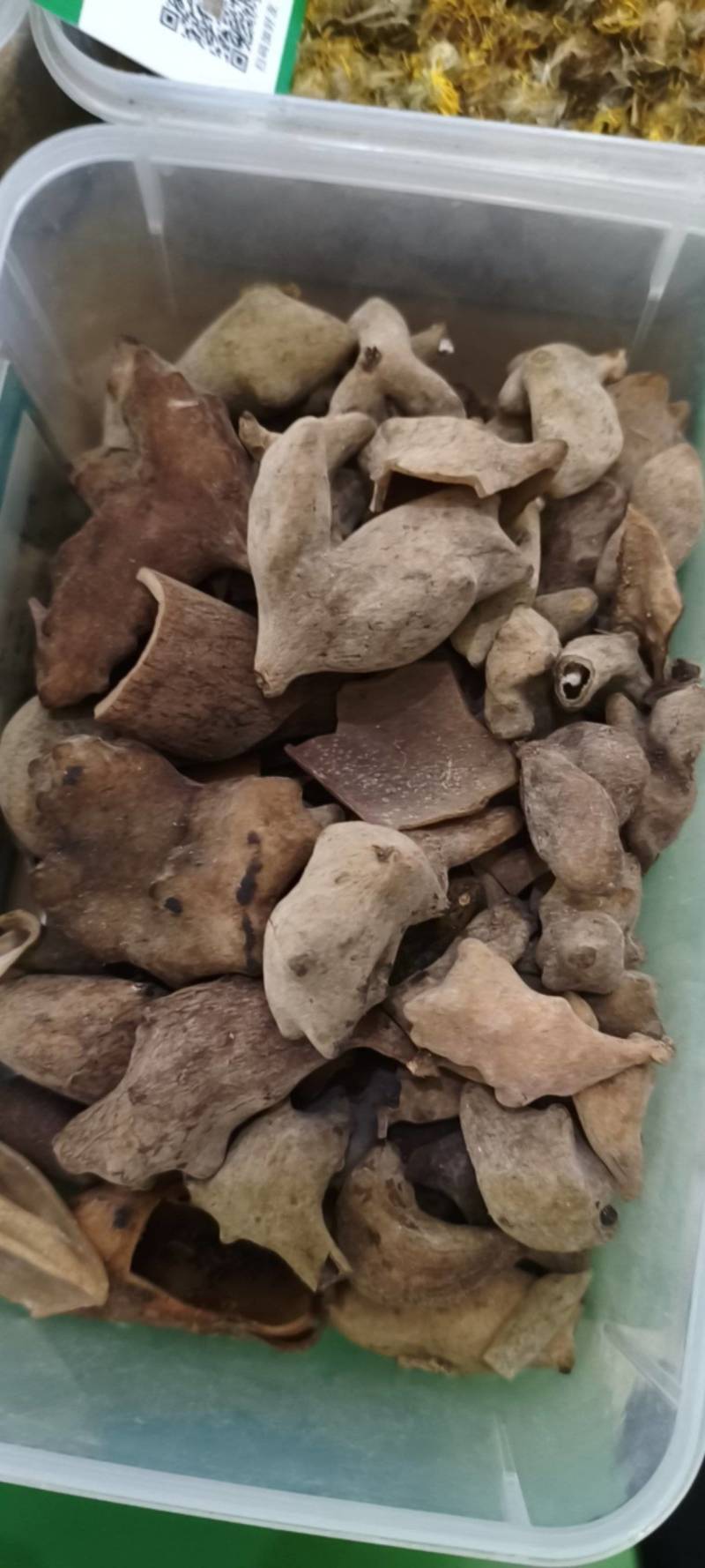 五倍子