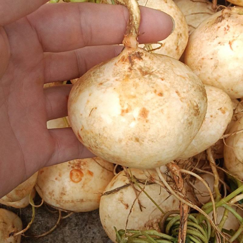 全州凉薯