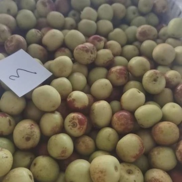 沾化冬枣，拐三