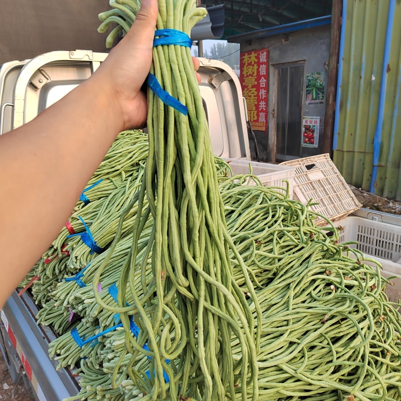 新上白条豆角