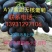 A17紫甜无核葡萄
