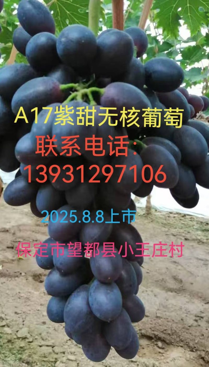 A17紫甜无核葡萄