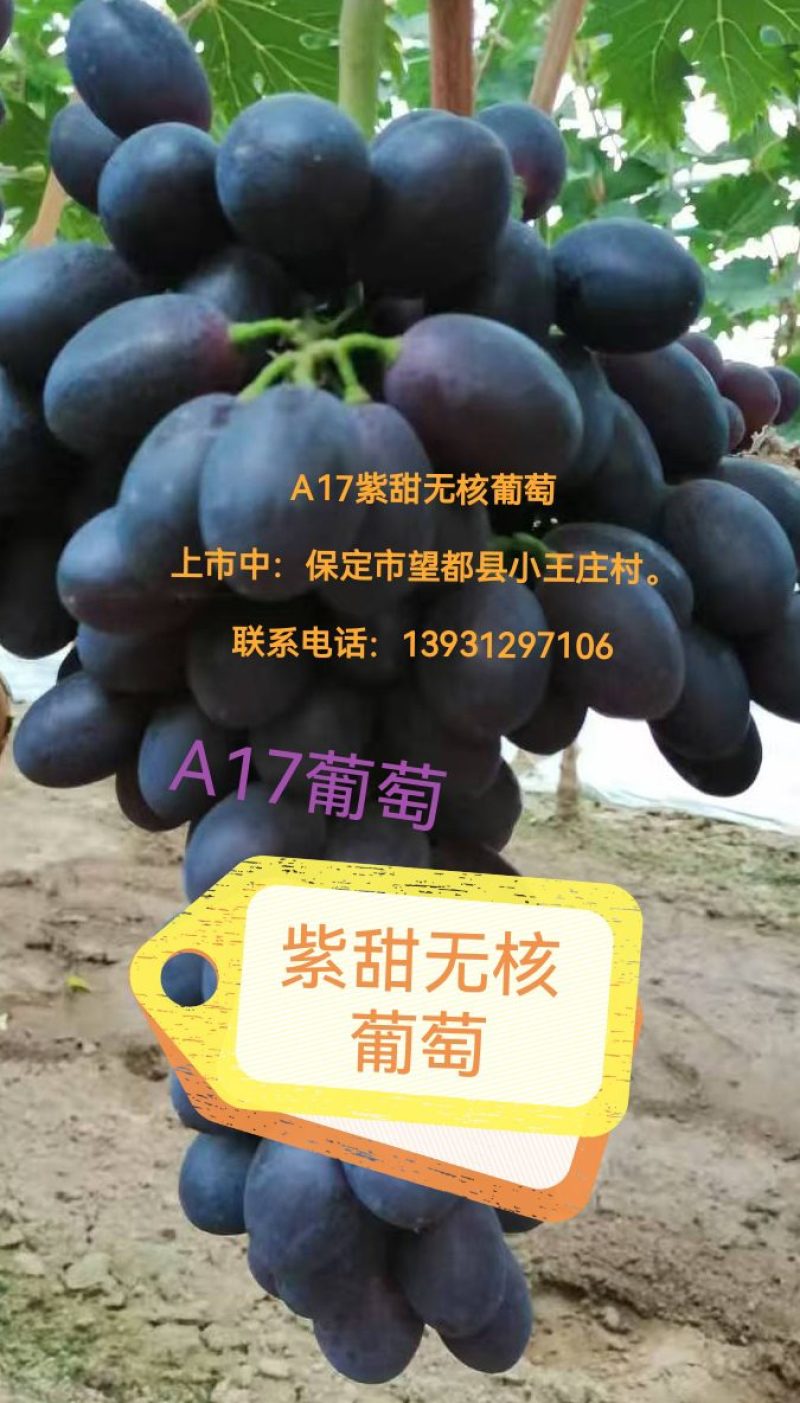 A17紫甜无核葡萄