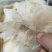 木蝴蝶