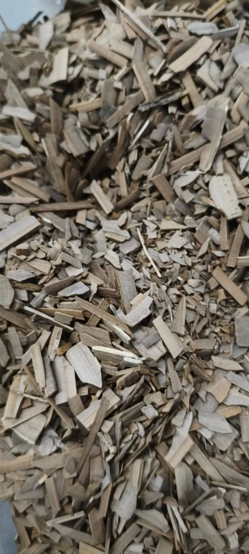 鬼箭羽